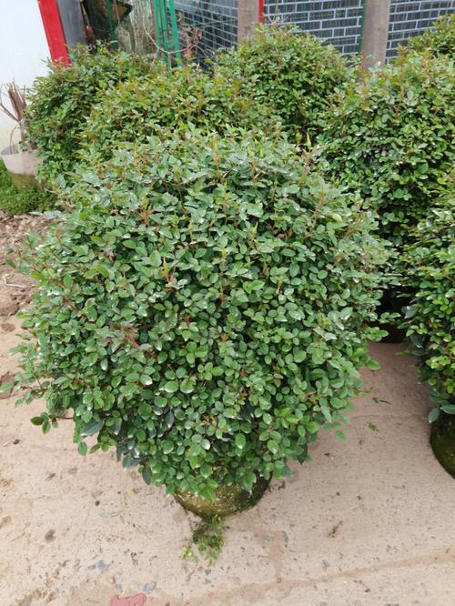 高度180厘米丛生紫荆 苗木采购指南与市场行情