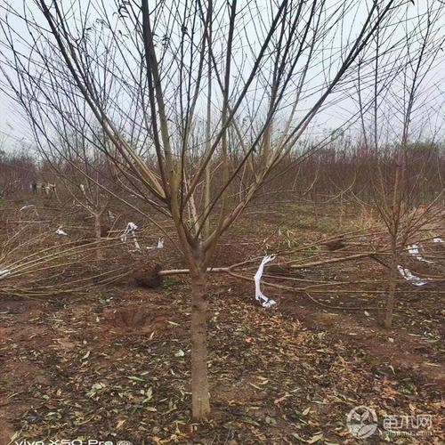 苗木求购指南 从渠道到议价，一篇搞定