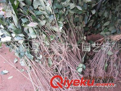 沭阳县诚意花木园艺场 绿化苗木批发，品种齐全，一站式购齐