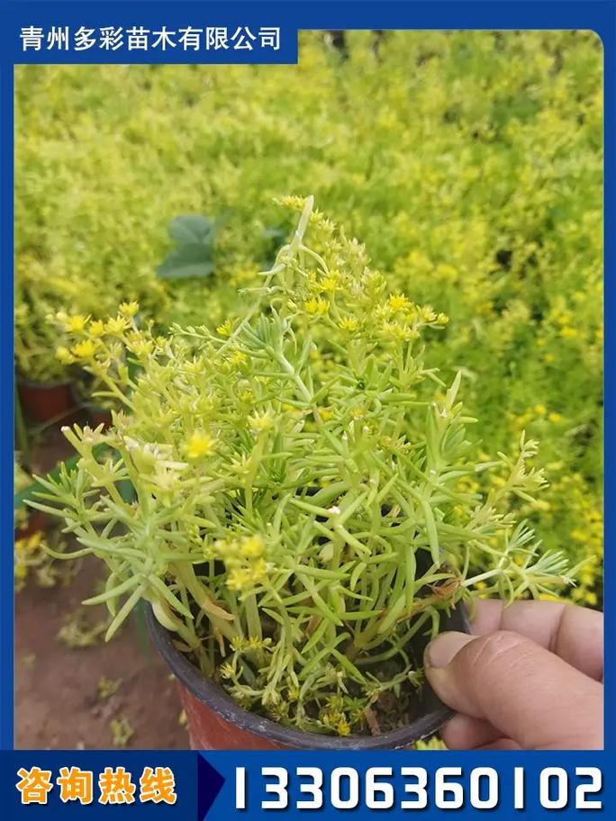 百色金叶佛甲草厂家直销,推荐多彩苗木种植场,基地绿化,一站式