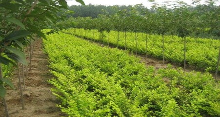 青岛今叶女贞,今叶女贞苗木生产地-青岛冠华绿化公司