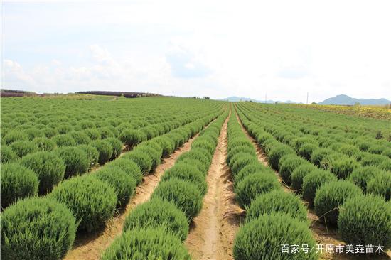 为什么造型苗木的越来越受欢迎?