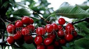 果树苗木 大樱桃苗 意大利早红_农副产品_世界工厂网中国产品信息库